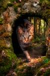 Fanny LONGELIN - FANNY LONGELIN PHOTOGRAPHE