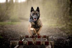 Thomas DEROISSART - SPARCK PHOTOGRAPHIE